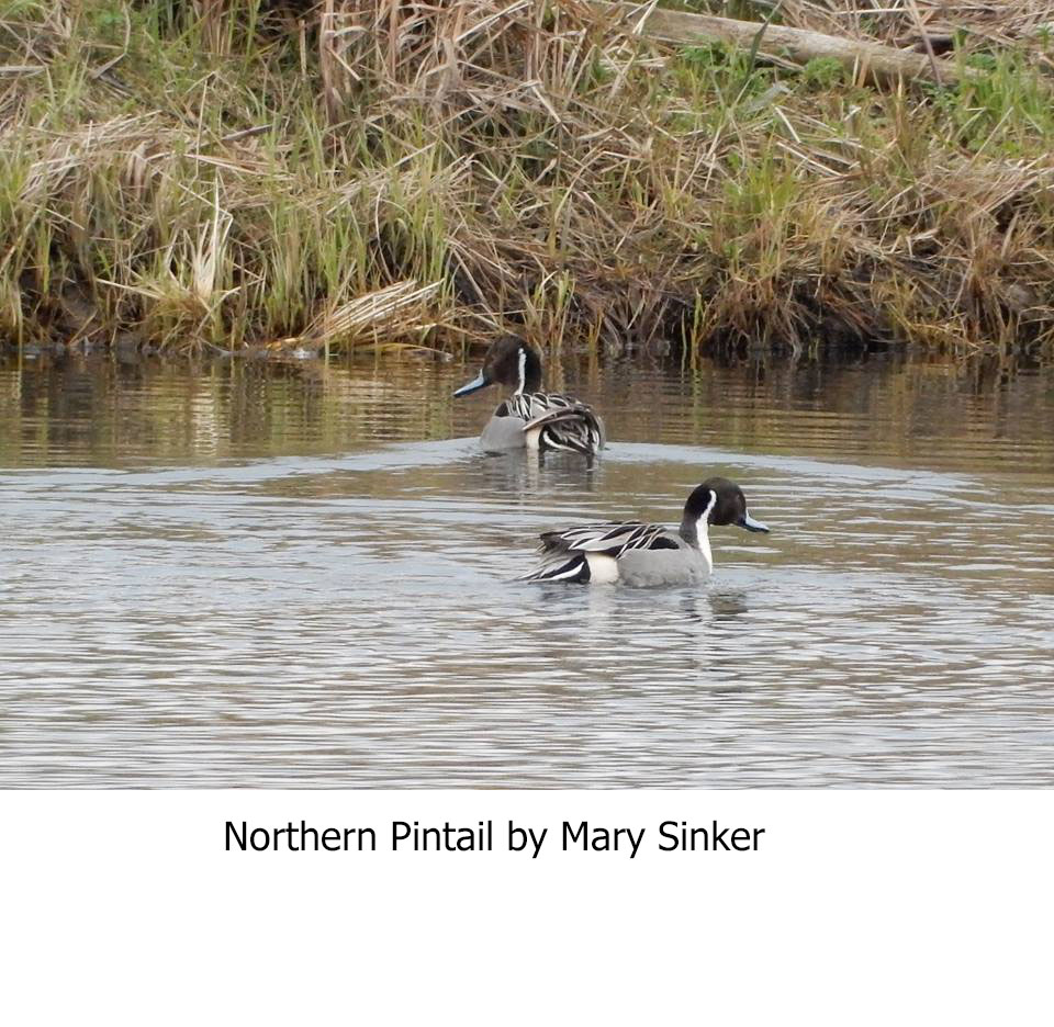 NorthernPintail