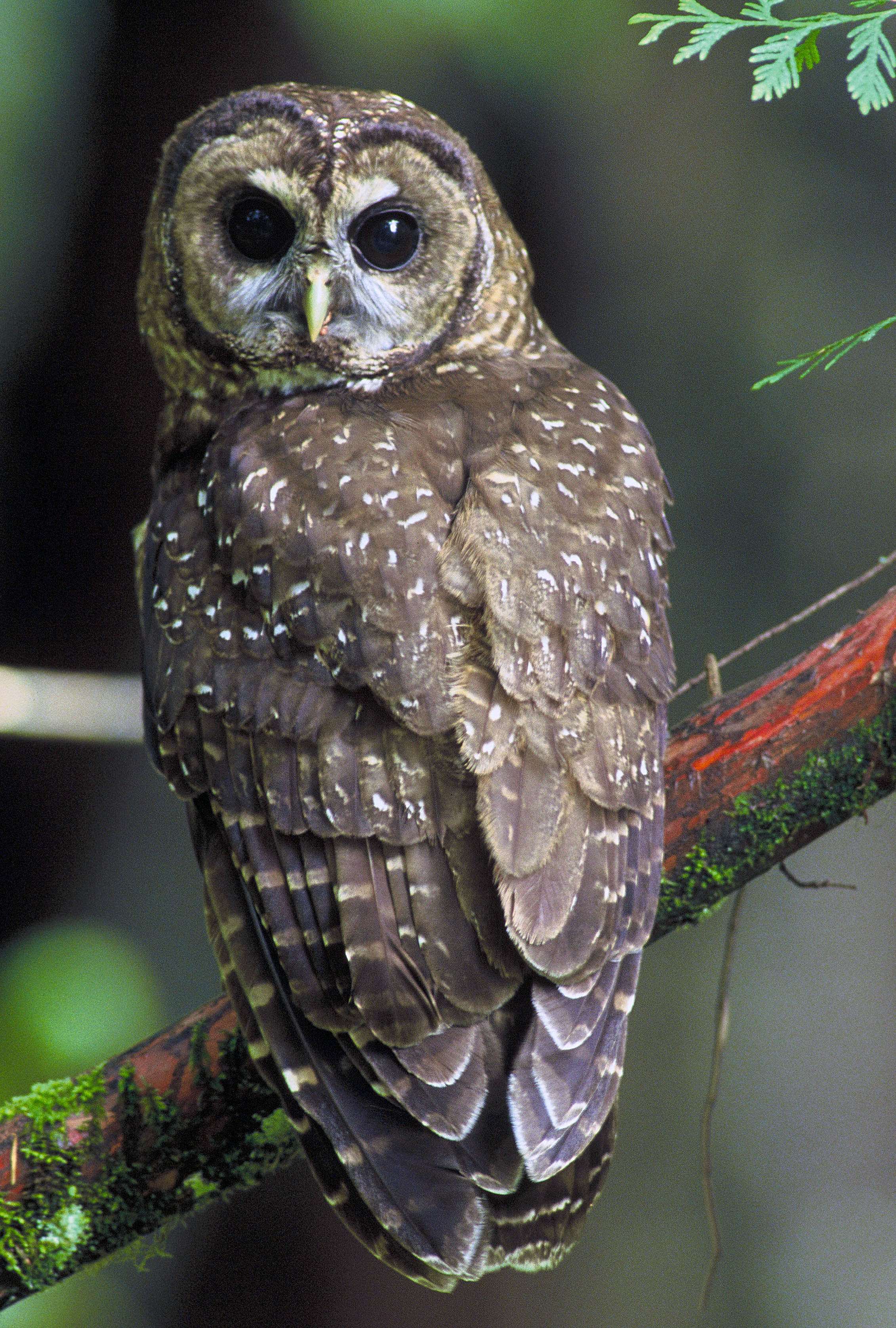 Northern Spotted Owl.USFWSProgram