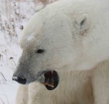 B Polar Bear close up