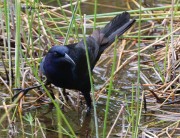 Boat tailed Grackle hunting 