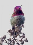 Anna s hummingbird10