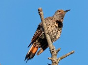Northern flicker F  red shafted